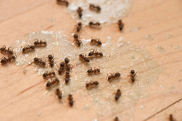 Best Ant Control Services  in East Washington, PA